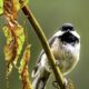 Even Birds Love a Little Sun After the Rain