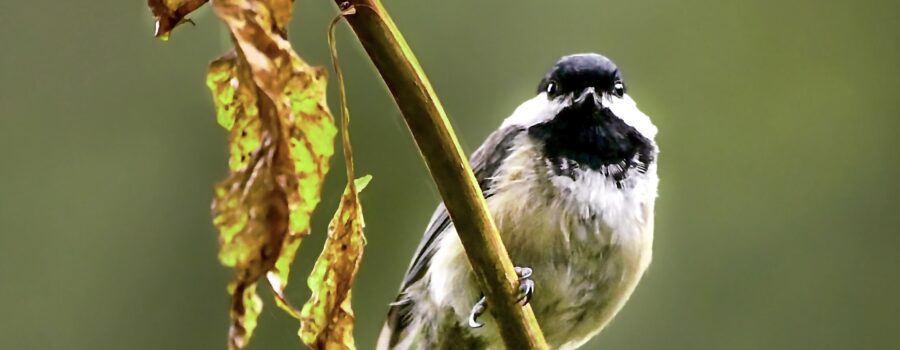 A Carolina chickadee perches quietly in the afternoon sunlight after a rainy morning.
