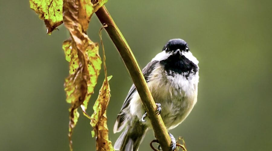 A Carolina chickadee perches quietly in the afternoon sunlight after a rainy morning.
