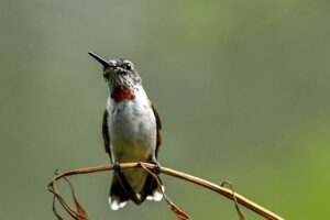 A young male ruby throated hummingbird bird shows of his incoming red beard.