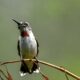 Beautiful Hummingbird Colors Depend on the Light