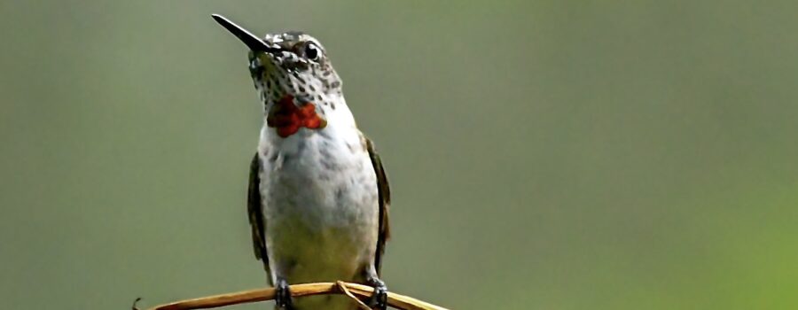A young male ruby throated hummingbird bird shows of his incoming red beard.