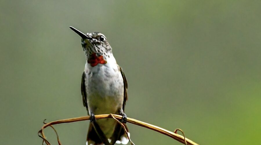 A young male ruby throated hummingbird bird shows of his incoming red beard.