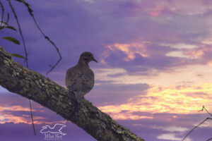 A single mourning dove perches on a tree as the sun goes down on a stormy evening.
