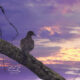 Mourning Doves are Quite Beautiful During a Sunset