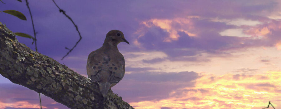 A single mourning dove perches on a tree as the sun goes down on a stormy evening.