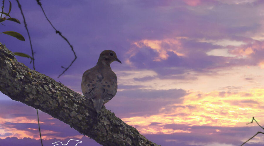 A single mourning dove perches on a tree as the sun goes down on a stormy evening.