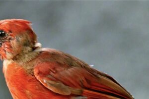A young male cardinal is in the final stages of molting into his mature adult plumage.