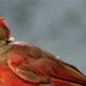 The Beautiful Baby Cardinals are Nearly All Grown