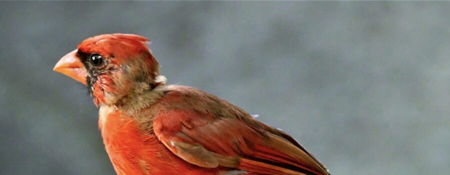 A young male cardinal is in the final stages of molting into his mature adult plumage.