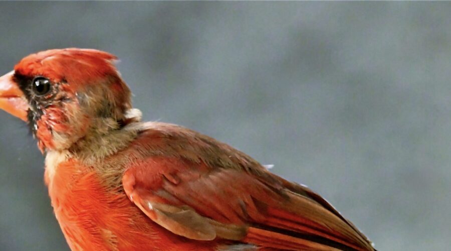 A young male cardinal is in the final stages of molting into his mature adult plumage.