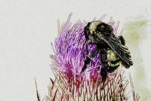 A bumblebee enjoys nectar from a ripe purple thistle flower. The photo has been processed in a style that resembles a drawing.