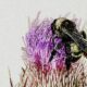 Bumblebees Love the Nectar of Purple Thistle Flowers