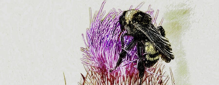 A bumblebee enjoys nectar from a ripe purple thistle flower. The photo has been processed in a style that resembles a drawing.