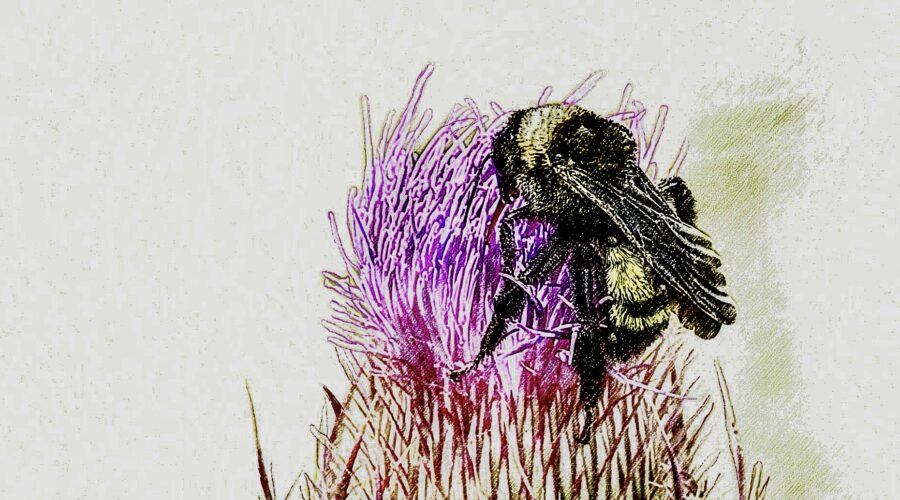 A bumblebee enjoys nectar from a ripe purple thistle flower. The photo has been processed in a style that resembles a drawing.