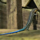Five Lined Skinks are Very Interesting Little Lizzards