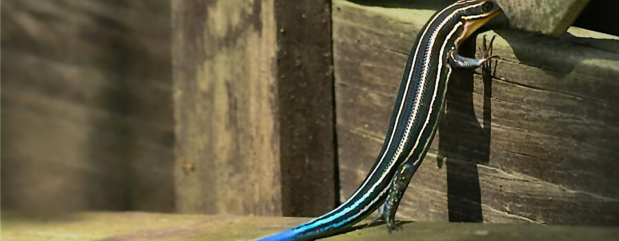 A five lined skink peers through a n opening in a wooden railing.