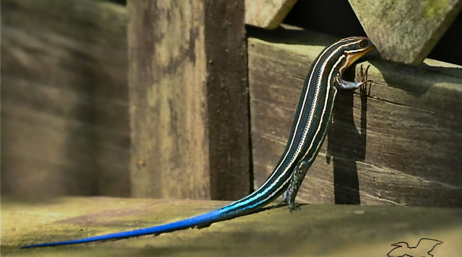 A five lined skink peers through a n opening in a wooden railing.