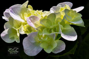 A bunch of hydrangea flowers is partially lit by then sun causing the flowers to almost glow.