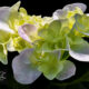 Hydrangeas are Exceptionally Beautiful in the Right Light