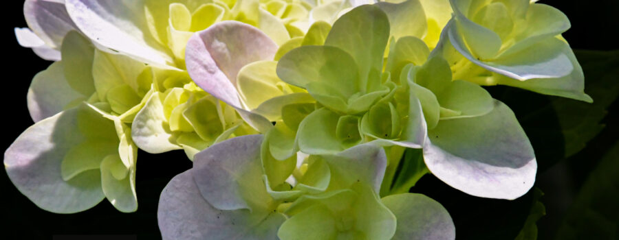A bunch of hydrangea flowers is partially lit by then sun causing the flowers to almost glow.