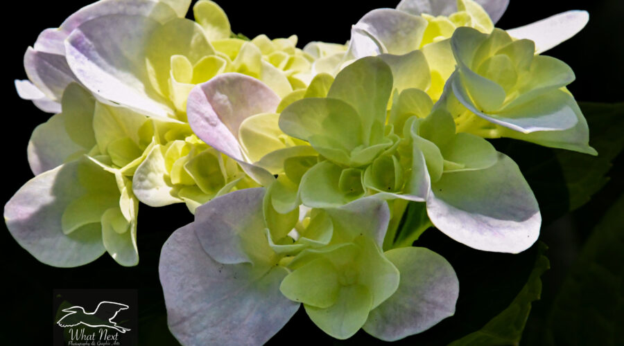 A bunch of hydrangea flowers is partially lit by then sun causing the flowers to almost glow.