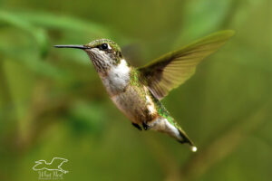A female ruby throated hummingbird seems to float in mid air as she searches for food sources.
