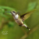 The Colorful Hummingbirds Announce Their Presence in a Different Way