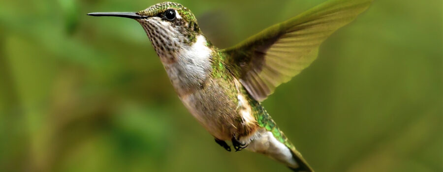 A female ruby throated hummingbird seems to float in mid air as she searches for food sources.