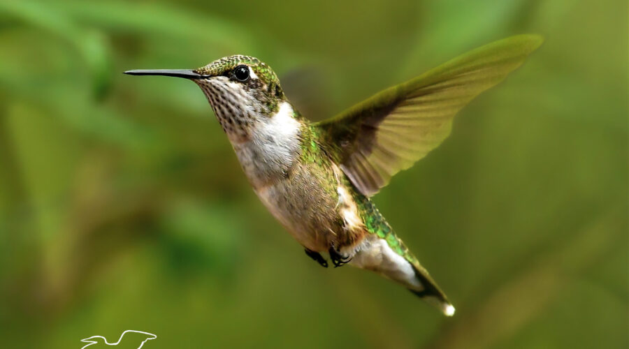 A female ruby throated hummingbird seems to float in mid air as she searches for food sources.