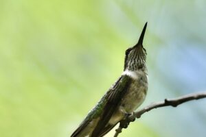 A young male ruby throated hummingbird takes a brief rest on a tree twig before resuming its activity.