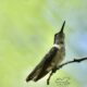 The Beautiful Male Hummingbirds are Starting to Get Their Red