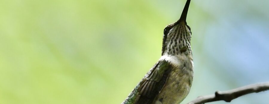 A young male ruby throated hummingbird takes a brief rest on a tree twig before resuming its activity.