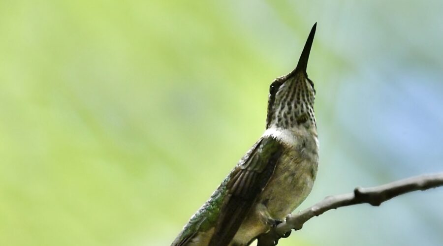 A young male ruby throated hummingbird takes a brief rest on a tree twig before resuming its activity.