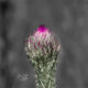 Purple Thistle Flowers are Very Colorful Whenever They Bloom