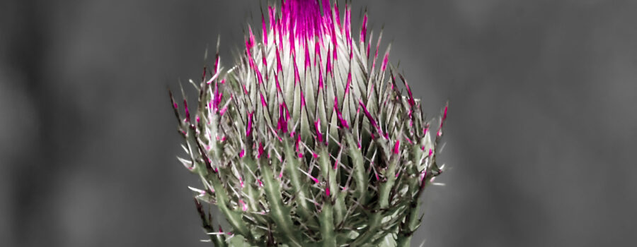 A purple thistle bud that is just starting to open has a bright pink pop of color at the tip. The image was processed in a way that helped to emphasize this.