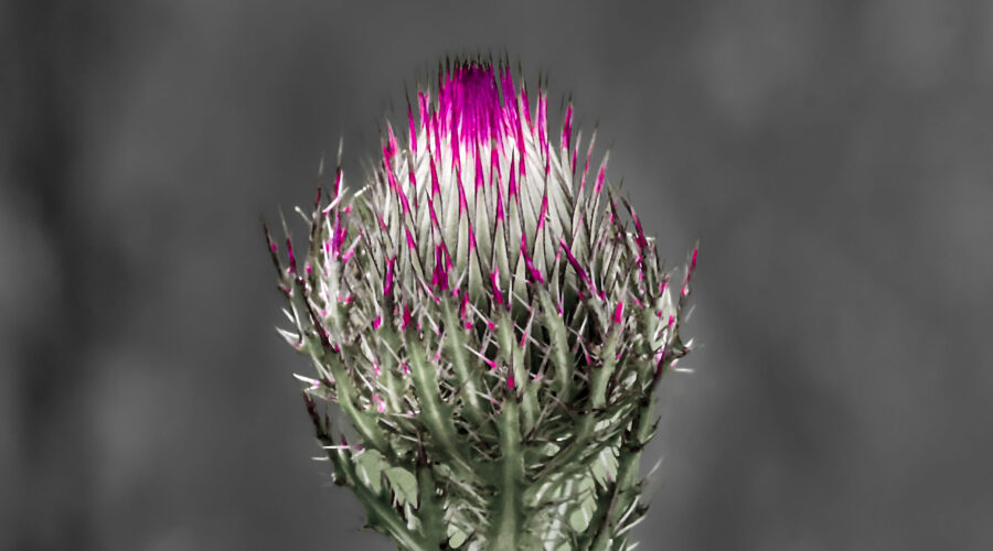 A purple thistle bud that is just starting to open has a bright pink pop of color at the tip. The image was processed in a way that helped to emphasize this.