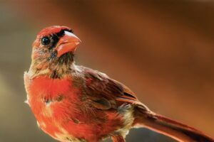 Cardinals, Cardinals, Beautiful Cardinals Everywhere