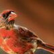 Cardinals, Cardinals, Beautiful Cardinals Everywhere