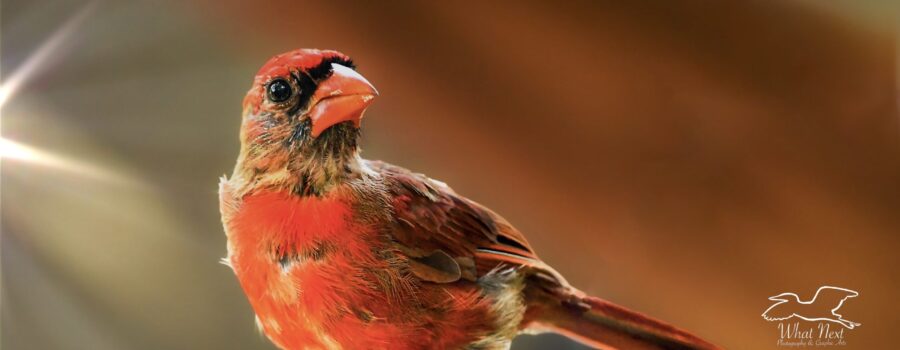 Cardinals, Cardinals, Beautiful Cardinals Everywhere