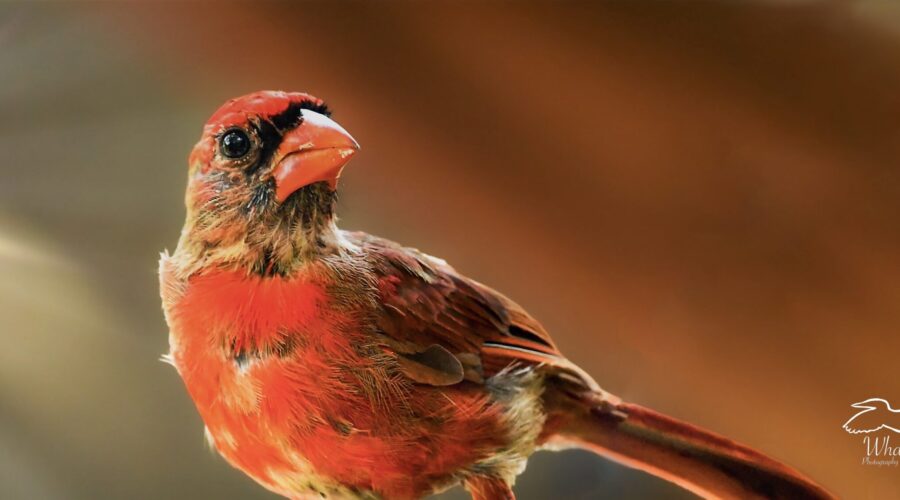 Cardinals, Cardinals, Beautiful Cardinals Everywhere