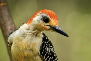 A handsome male red bellied woodpecker perches and shows off his beautiful red chest, head, and face.