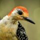 Red Bellied Woodpeckers Are Beautiful in Summer Plumage
