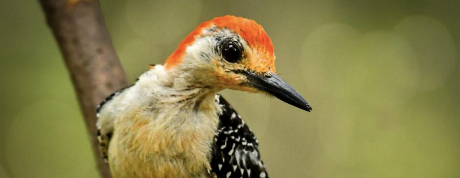A handsome male red bellied woodpecker perches and shows off his beautiful red chest, head, and face.