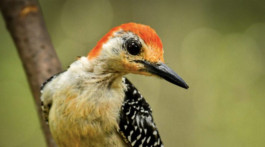 A handsome male red bellied woodpecker perches and shows off his beautiful red chest, head, and face.