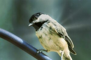 A little Carolina chickadee looks intently at the food offered in a feeding station.