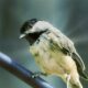 Little Carolina Chickadees Have Favorite Foods