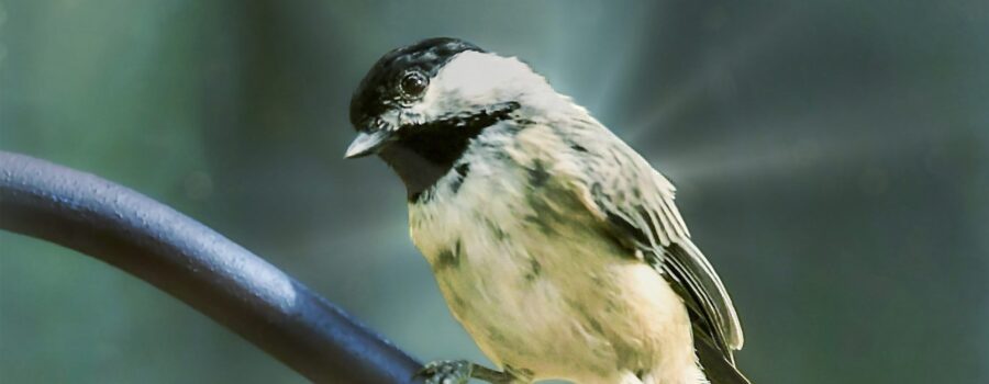 A little Carolina chickadee looks intently at the food offered in a feeding station.