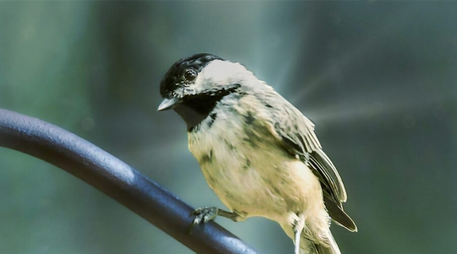 A little Carolina chickadee looks intently at the food offered in a feeding station.