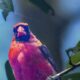 Poppa Cardinal is Looking Fit and Beautiful
